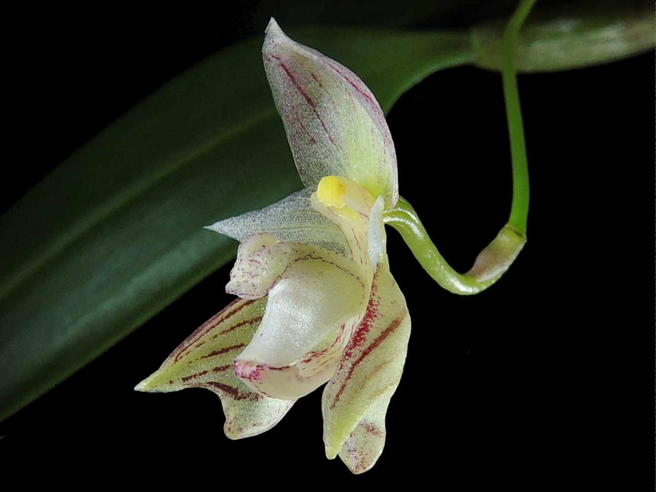 Bulbophyllum ambrosia