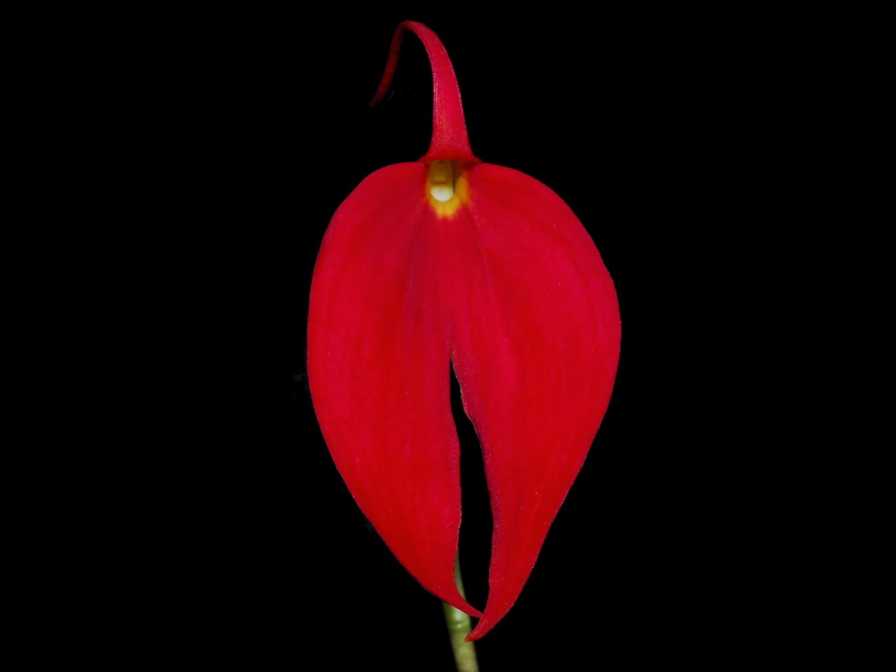 Masdevallia coccinea 'Gualaceo'