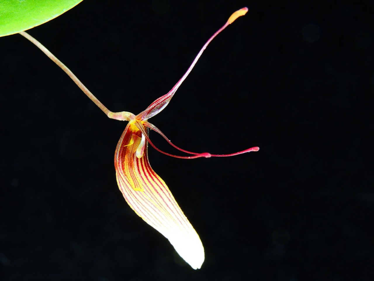 Restrepia trichoglossa