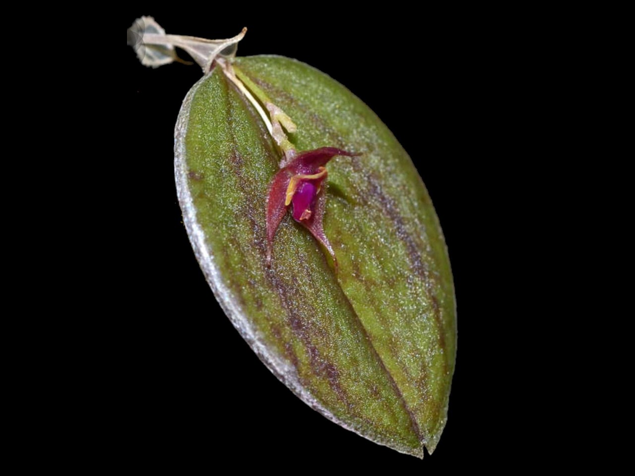 Lepanthes orchestris