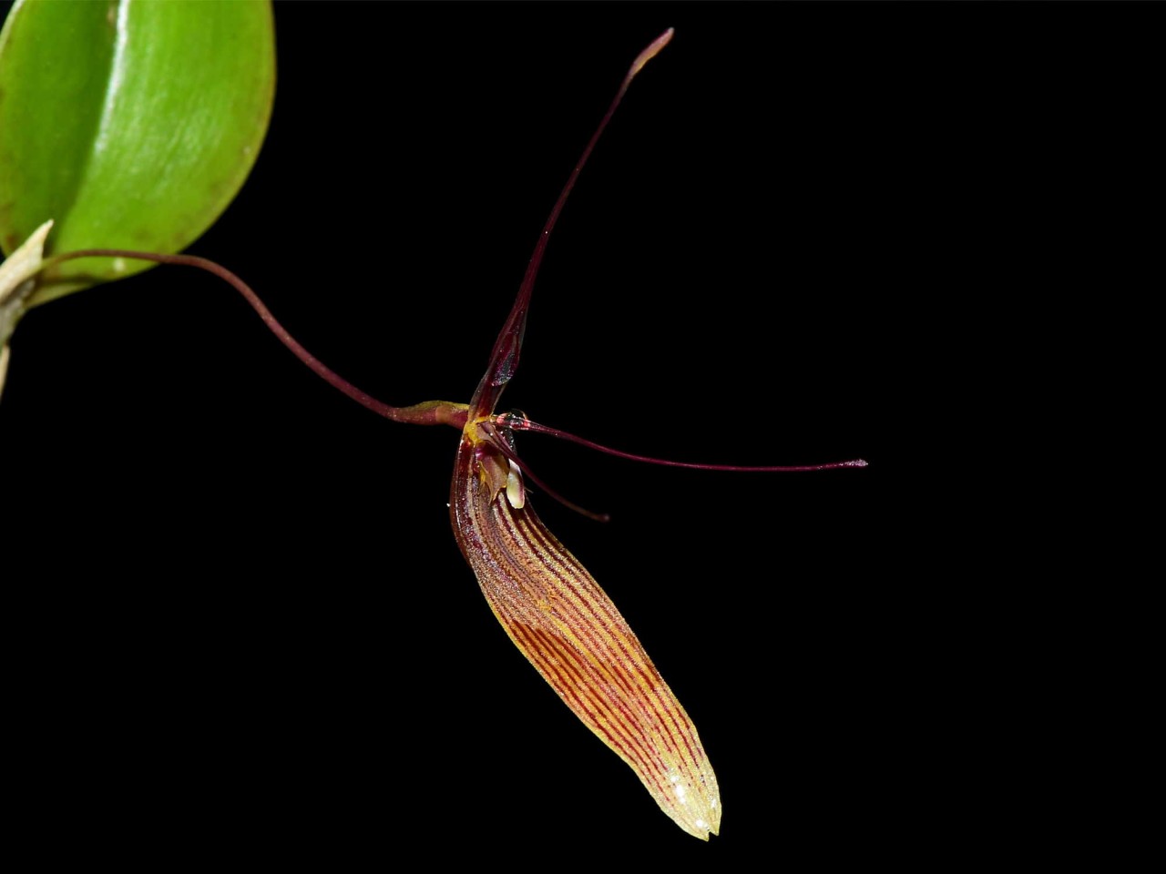 Restrepia brachypus #4