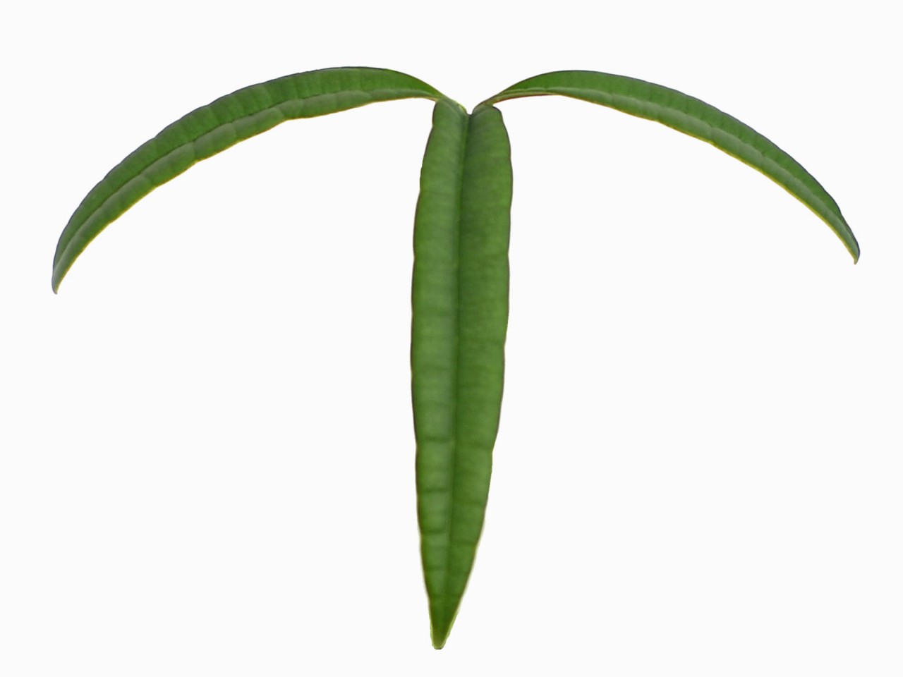 Anthurium cutucuense