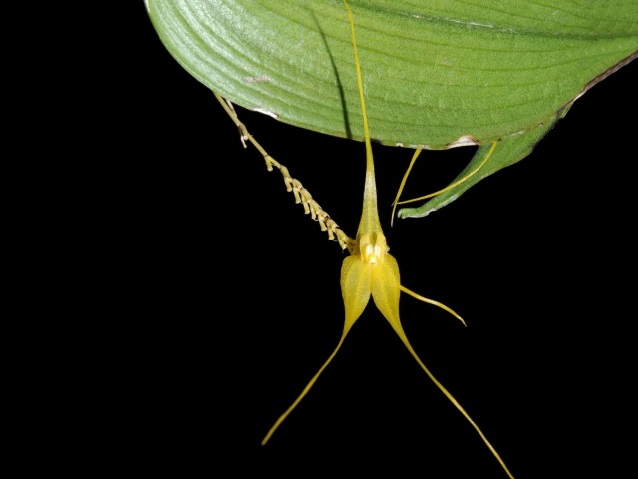 Lepanthes ingridiana