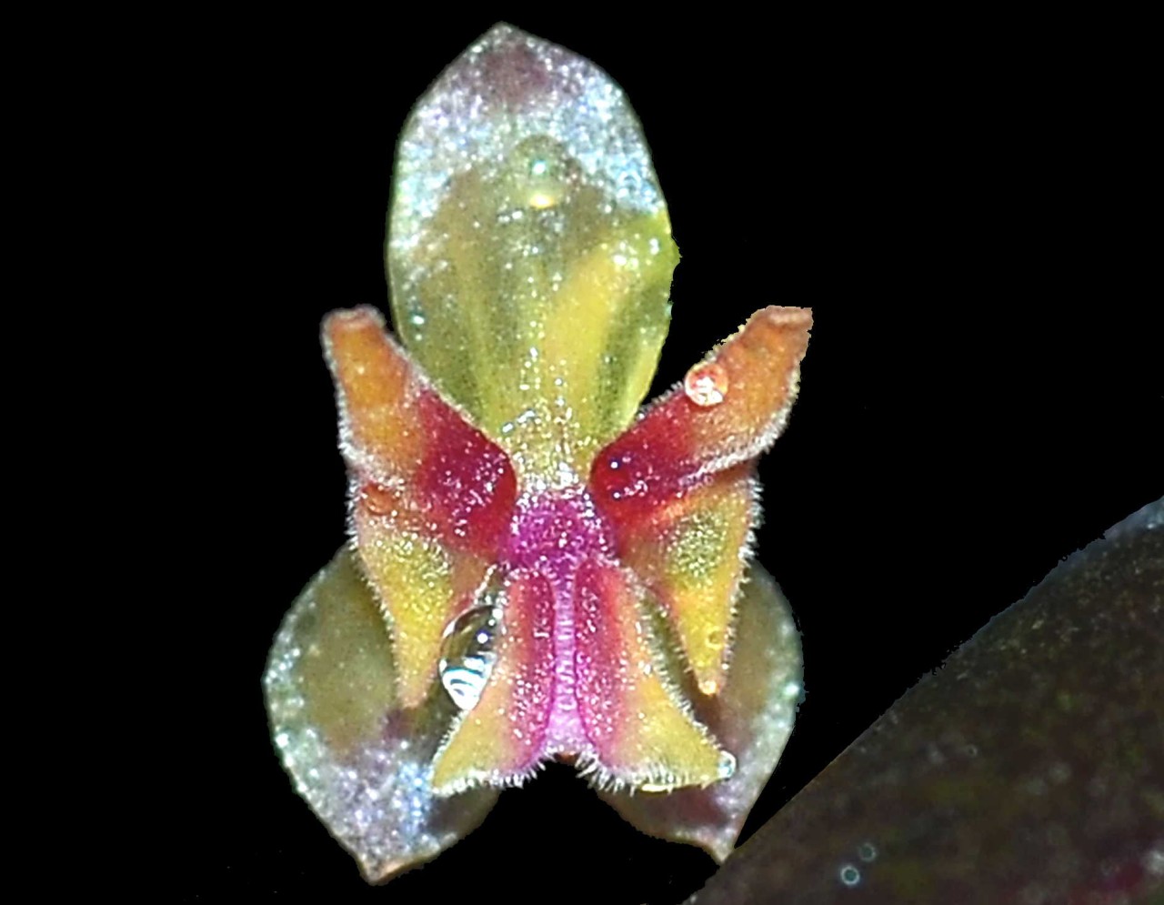 Lepanthes wageneri