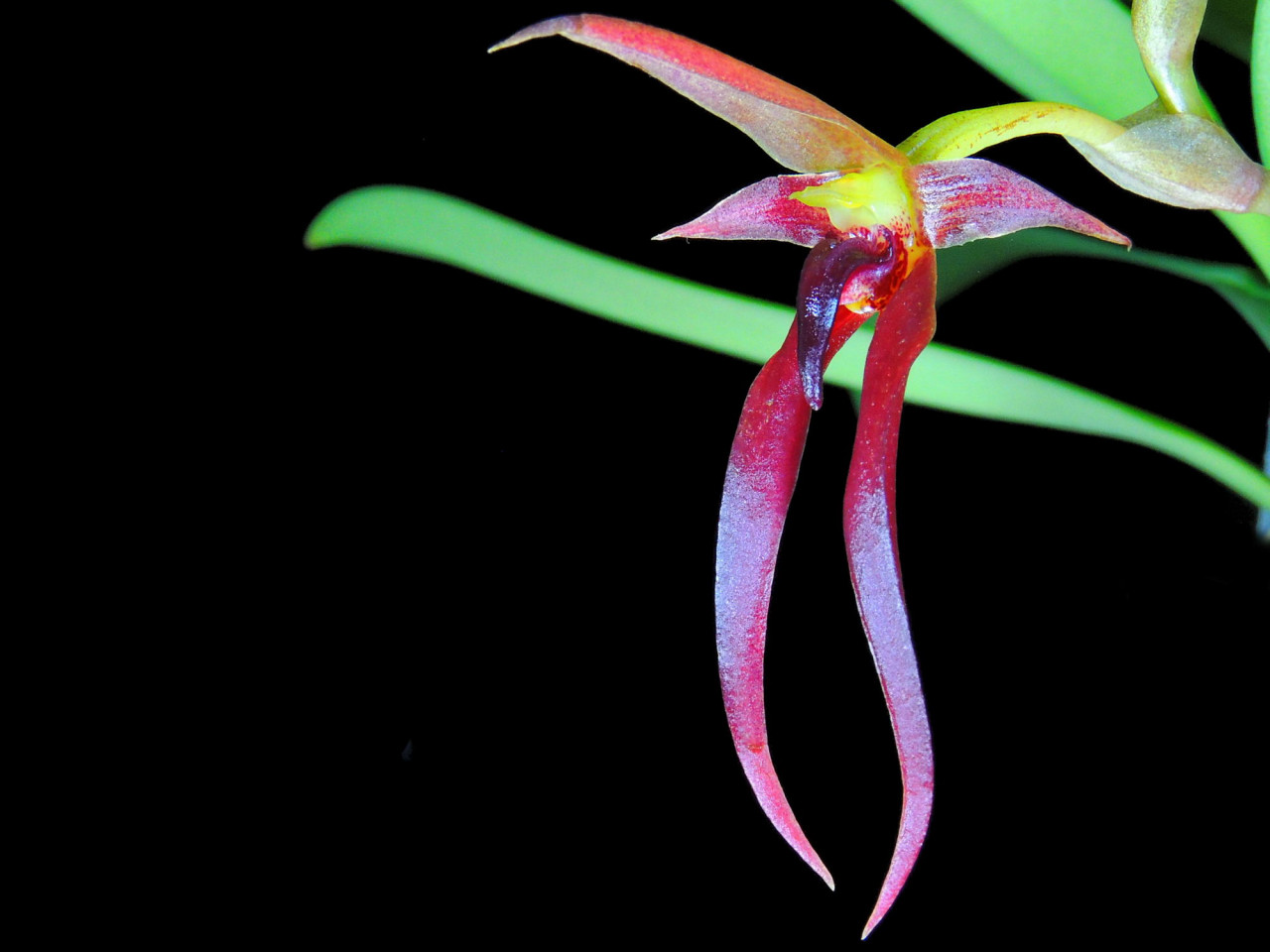 Bulbophyllum nymphopolitanum