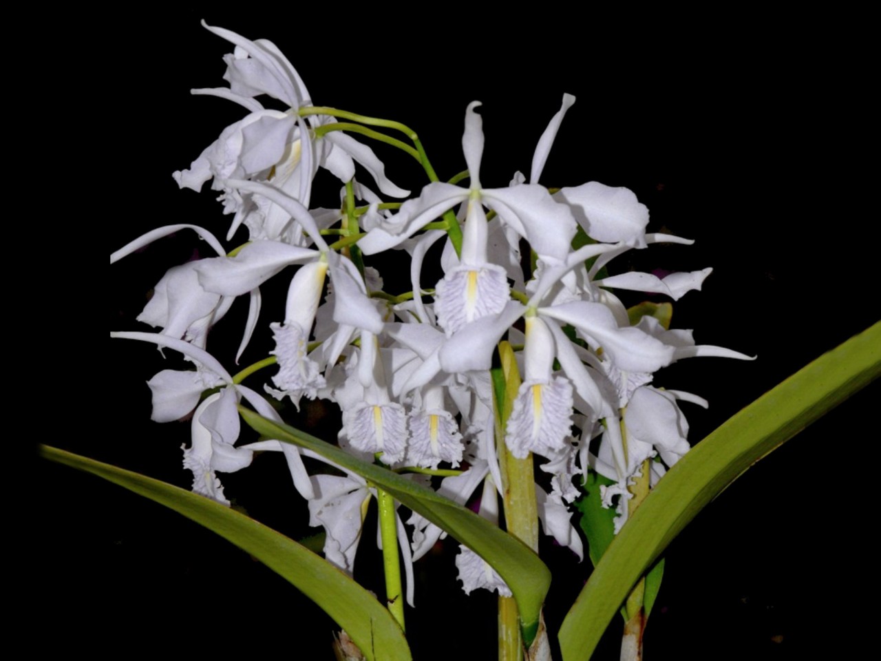 Cattleya maxima var. coerulea 'Gigi x Angelo'