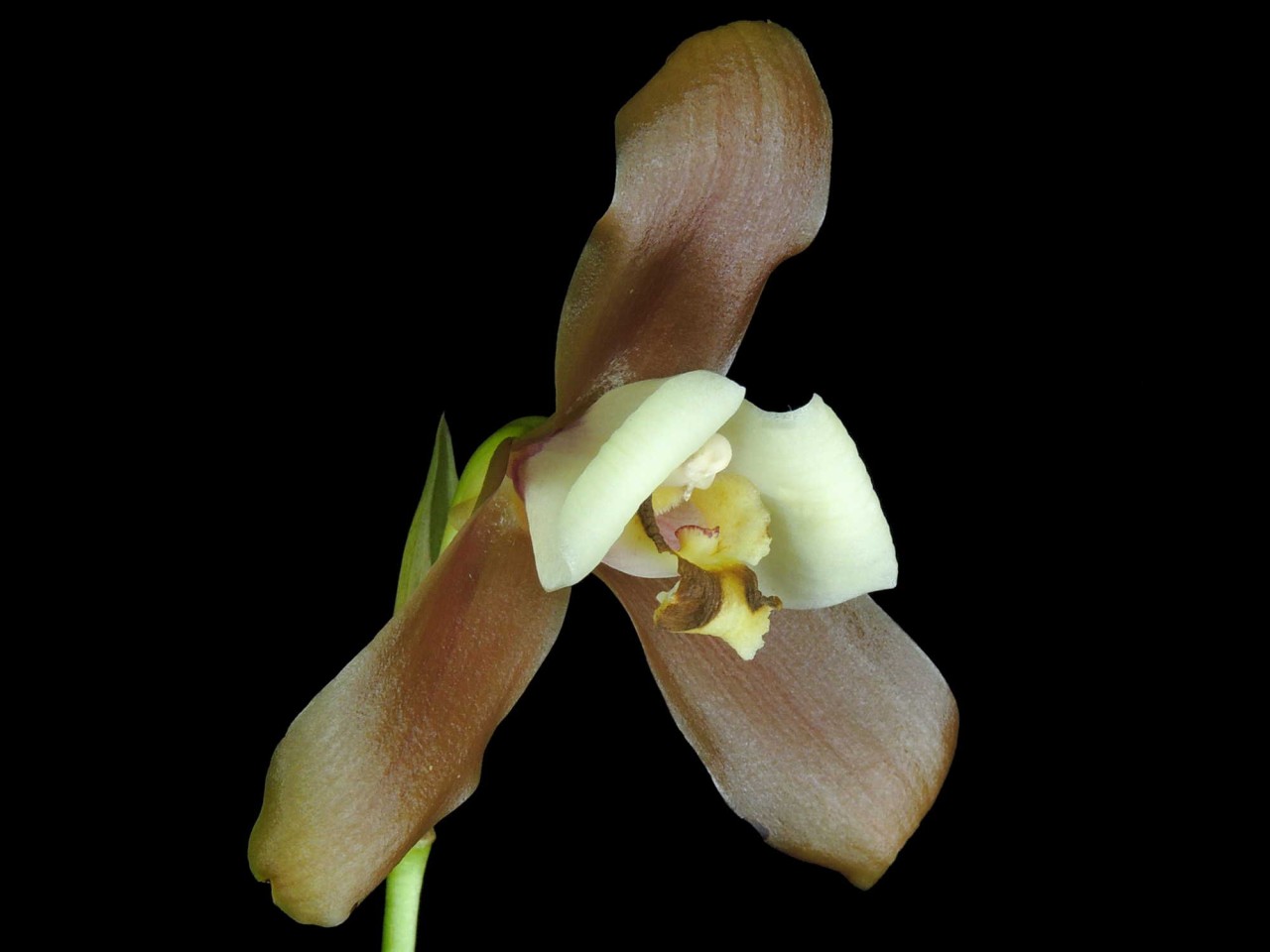 Lycaste xytriophora