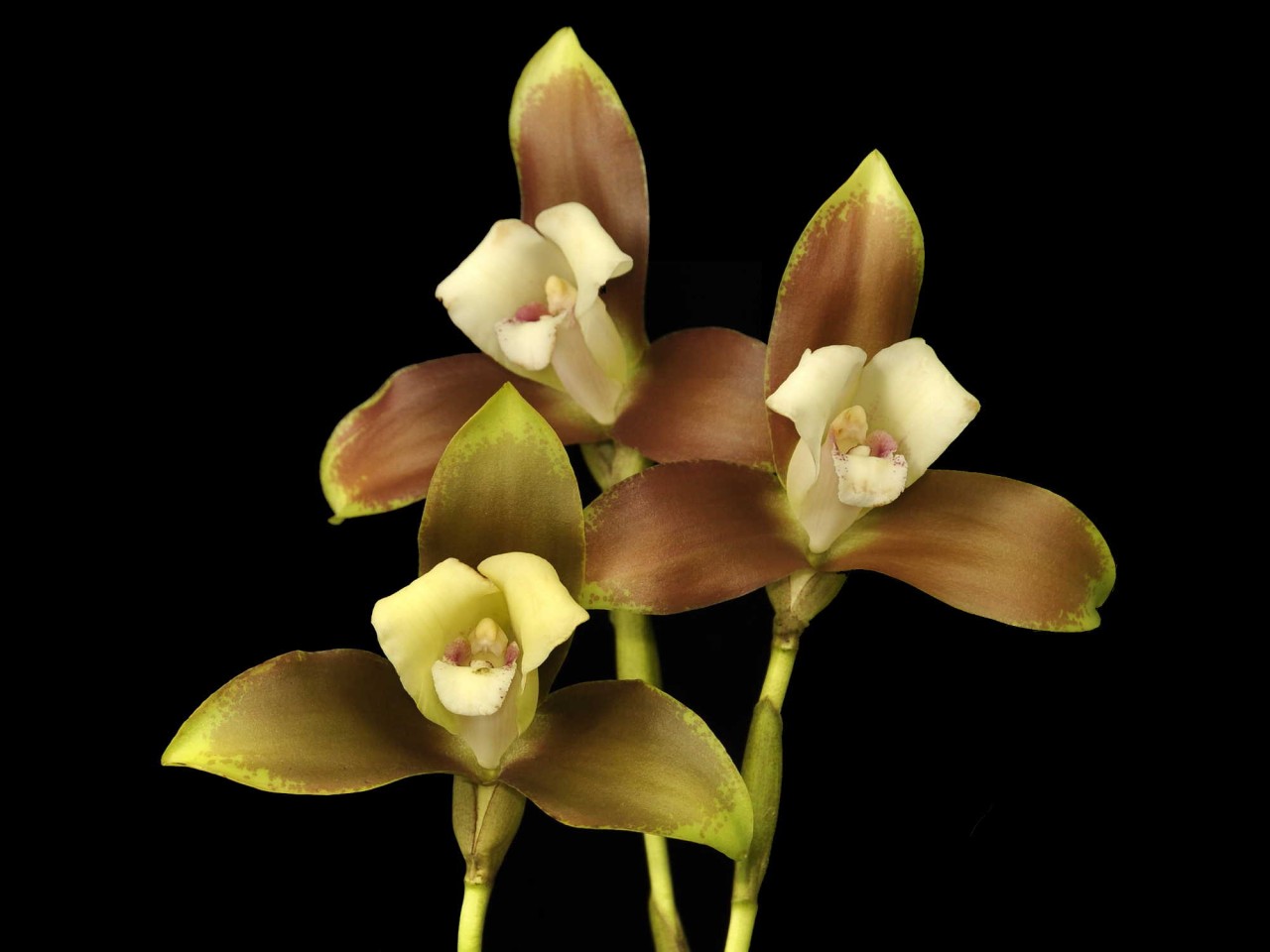 Lycaste powellii