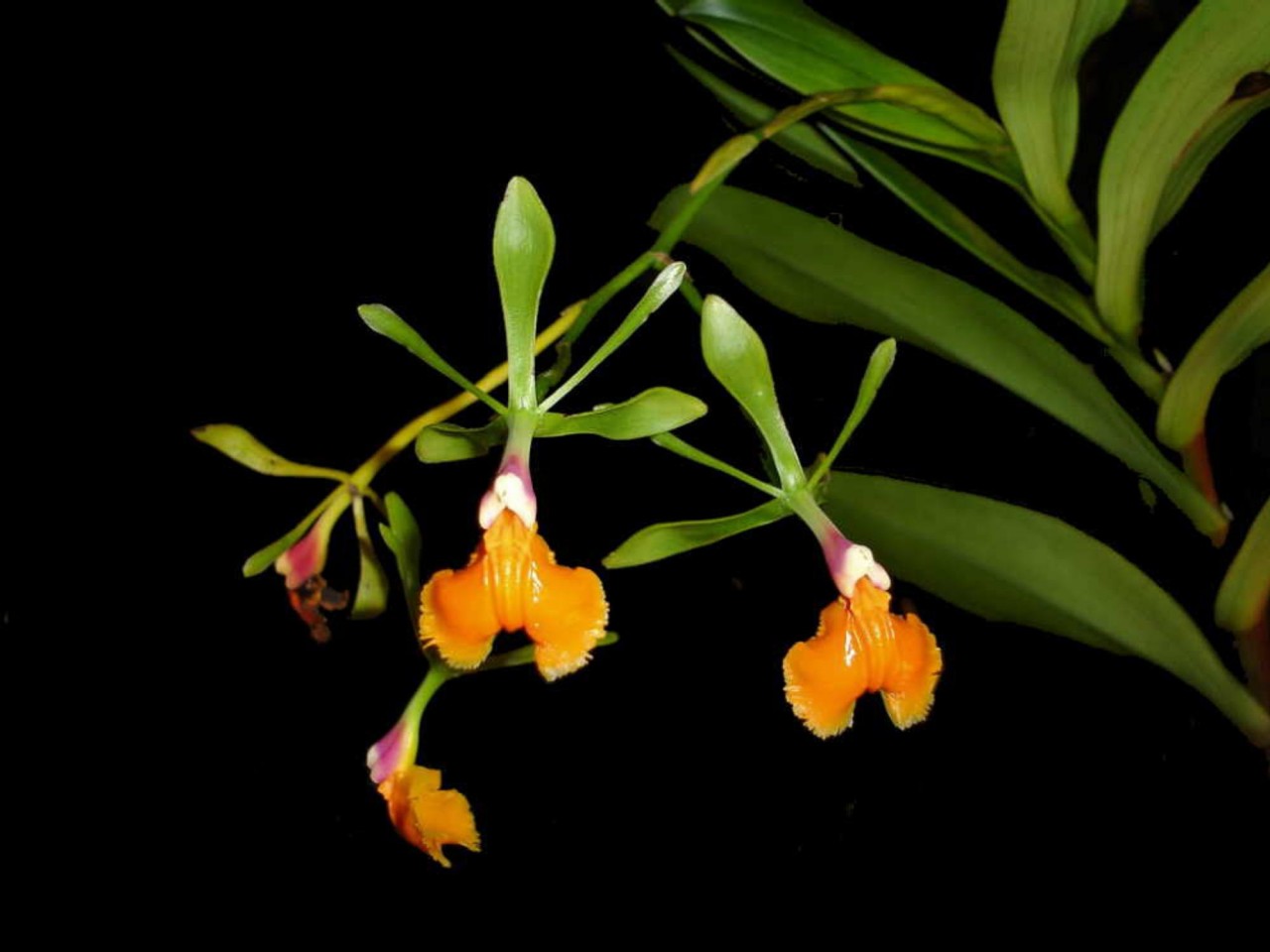 Epidendrum pseudepidendrum OP