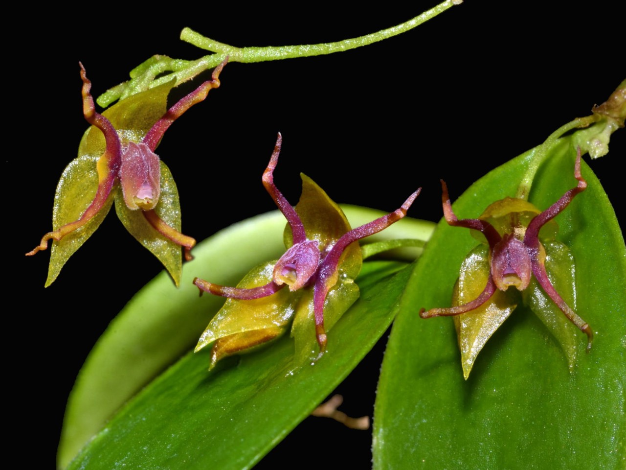 Lepanthes teretipetala