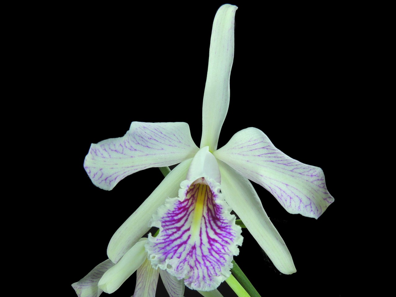 Cattleya maxima var. semi-alba OP