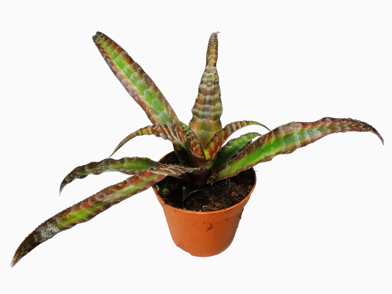 Cryptanthus fosterianus