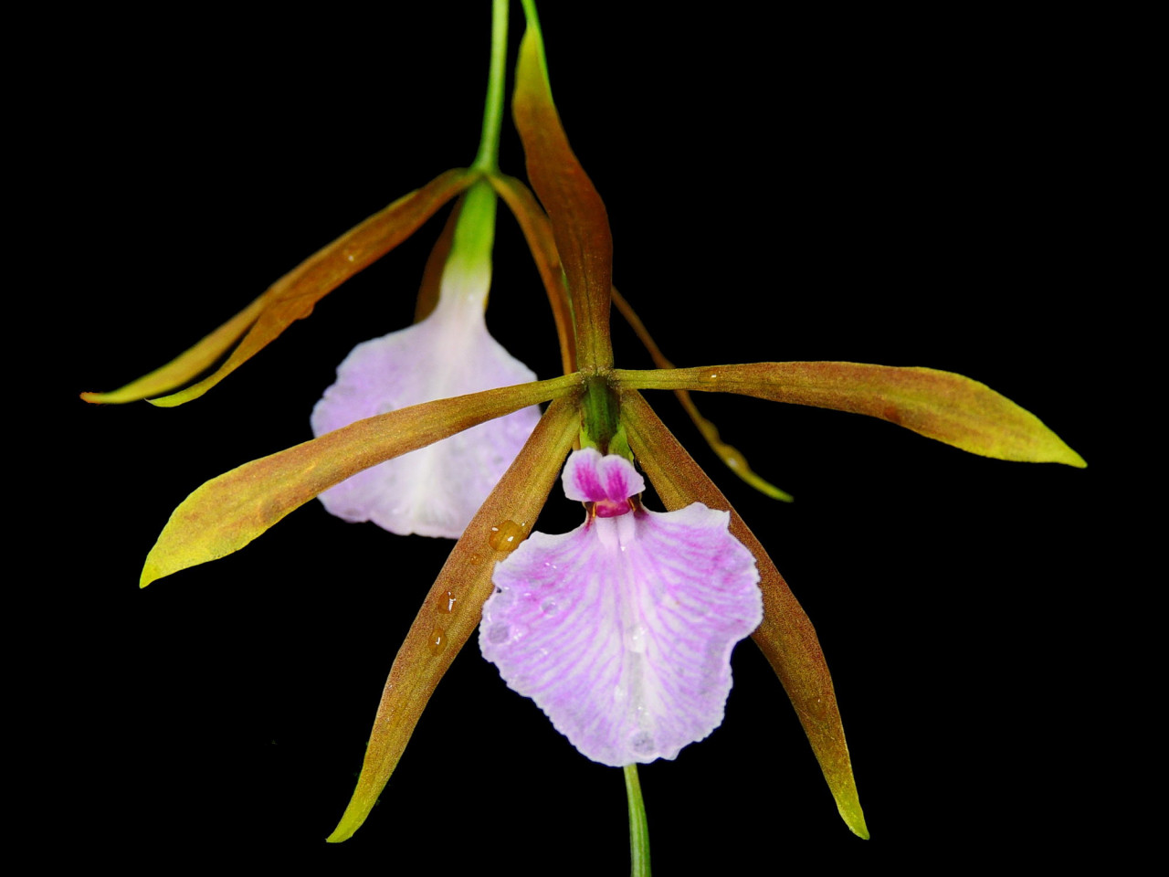 Encyclia bractescens OP