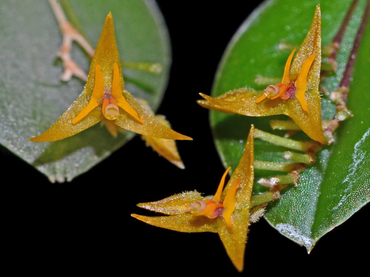 Lepanthes myiophora