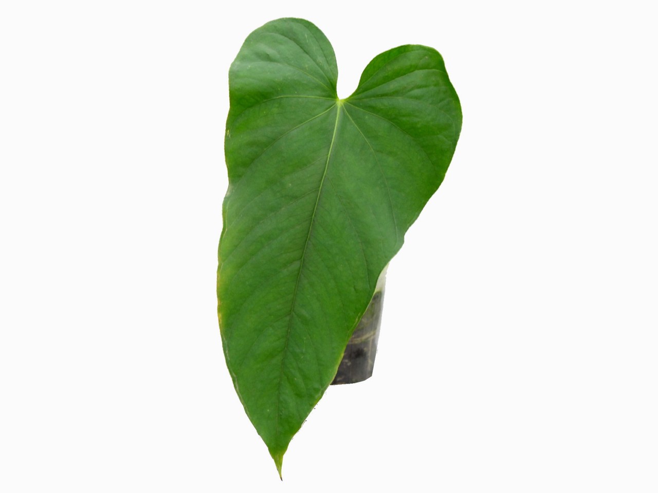 Anthurium balaoanum Sämling