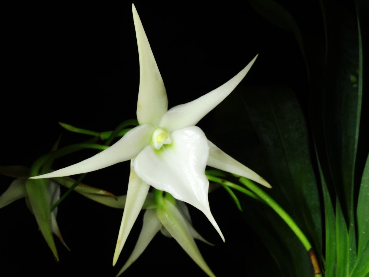 Angraecum sesquipedale OP