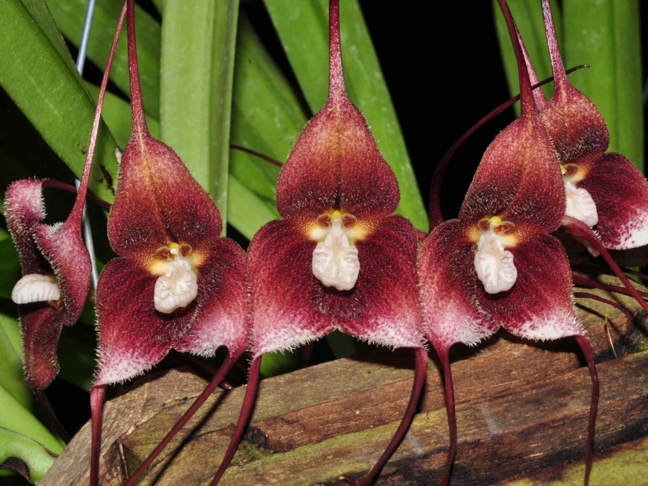 Dracula hirsuta 'Red'