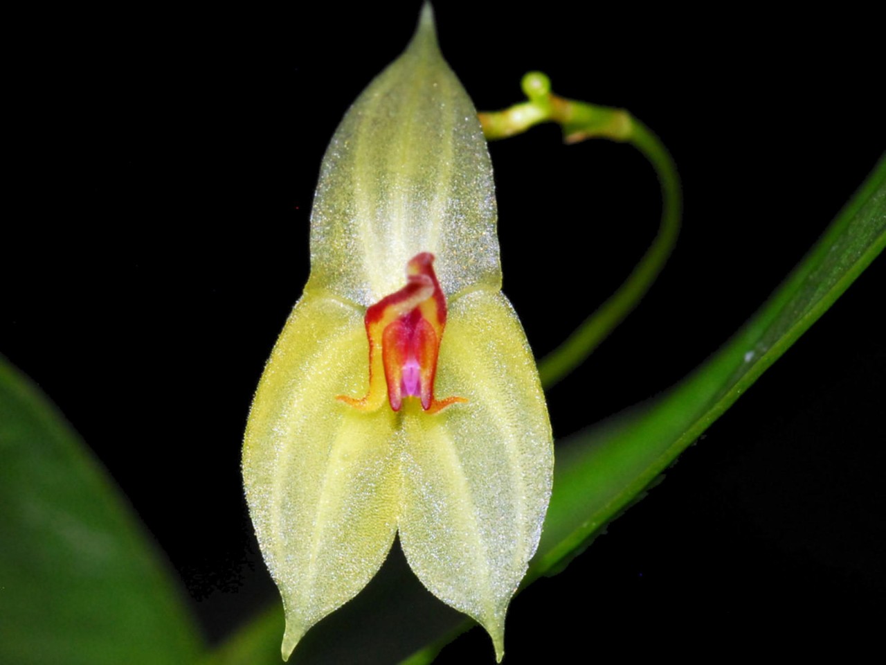 Lepanthes ligiae