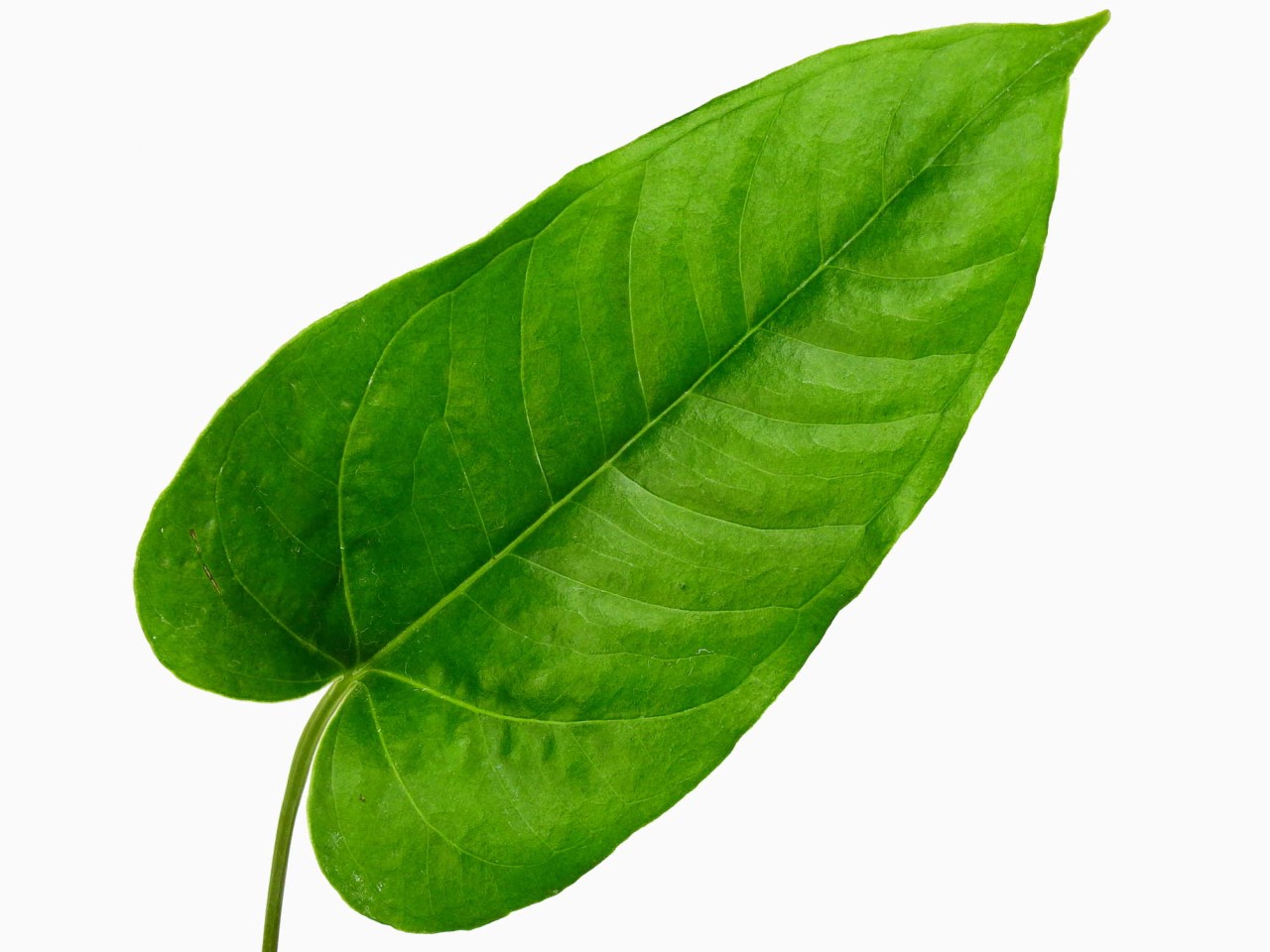 Anthurium ivanportillae seedlings