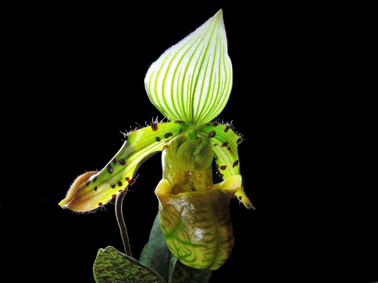 Paphiopedilum venustum