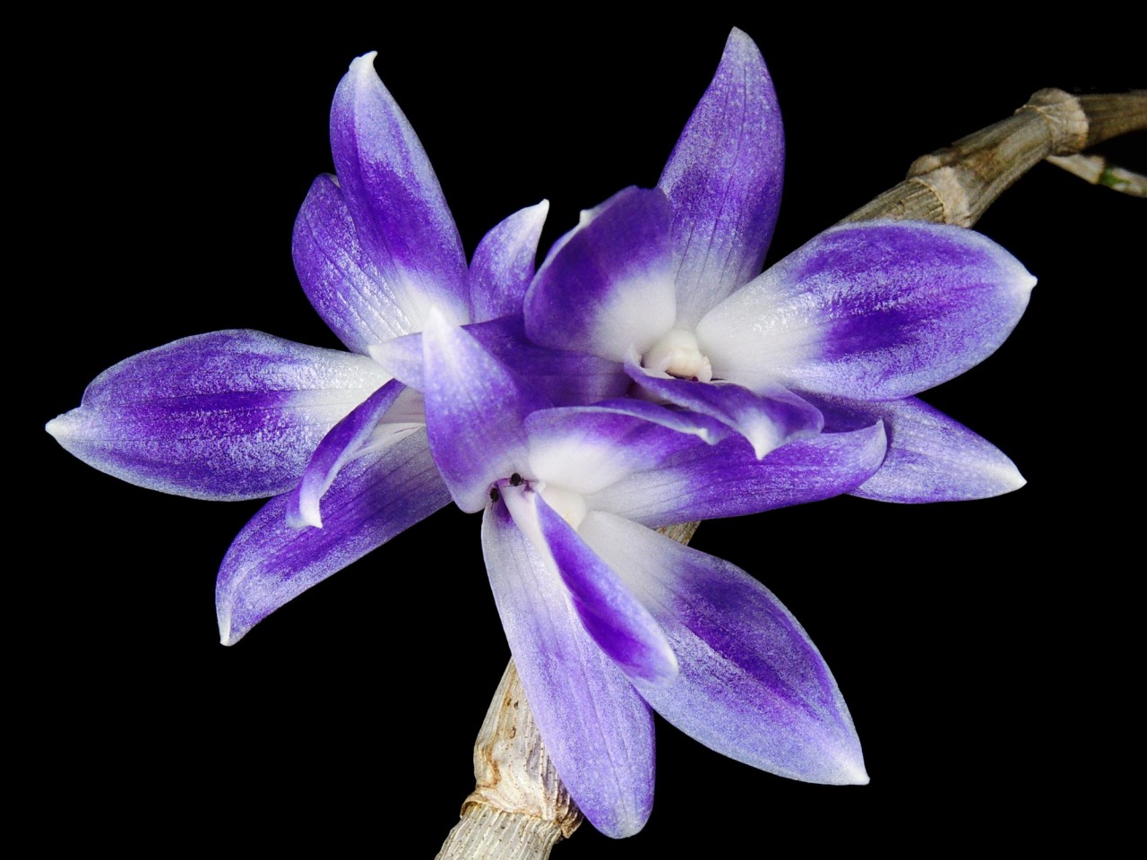 Dendrobium victoria-reginae