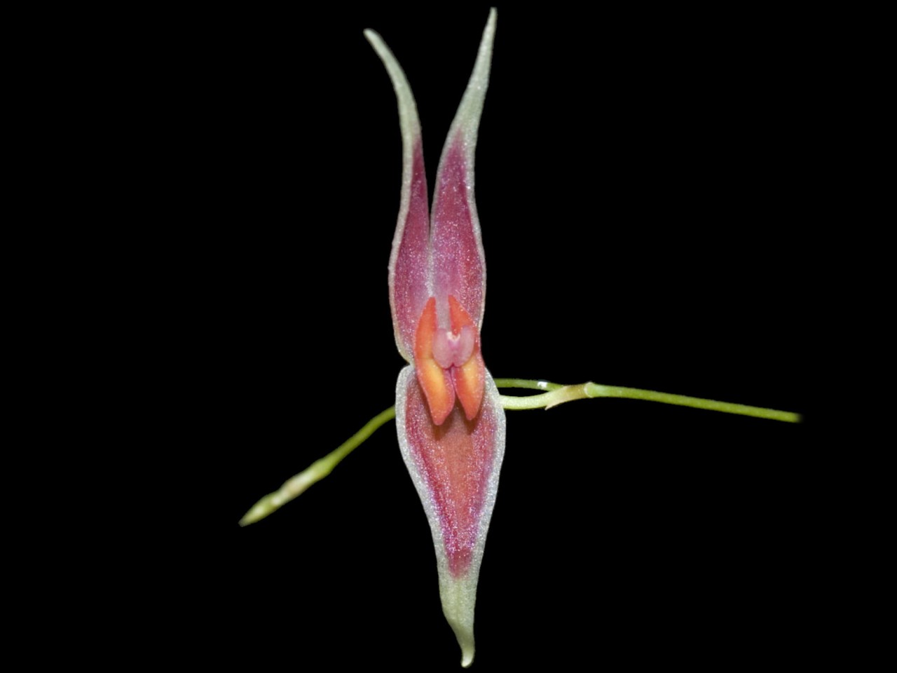 Lepanthes ionoptera