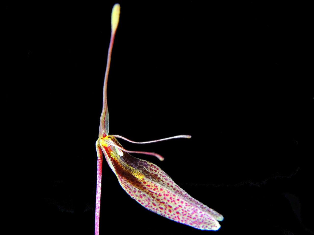 Restrepia dodsonii