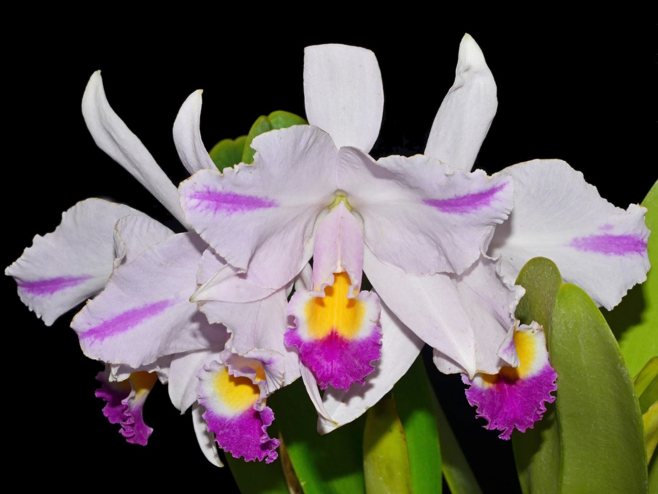 Cattleya trianae 'Splash Real' x 'Splash'