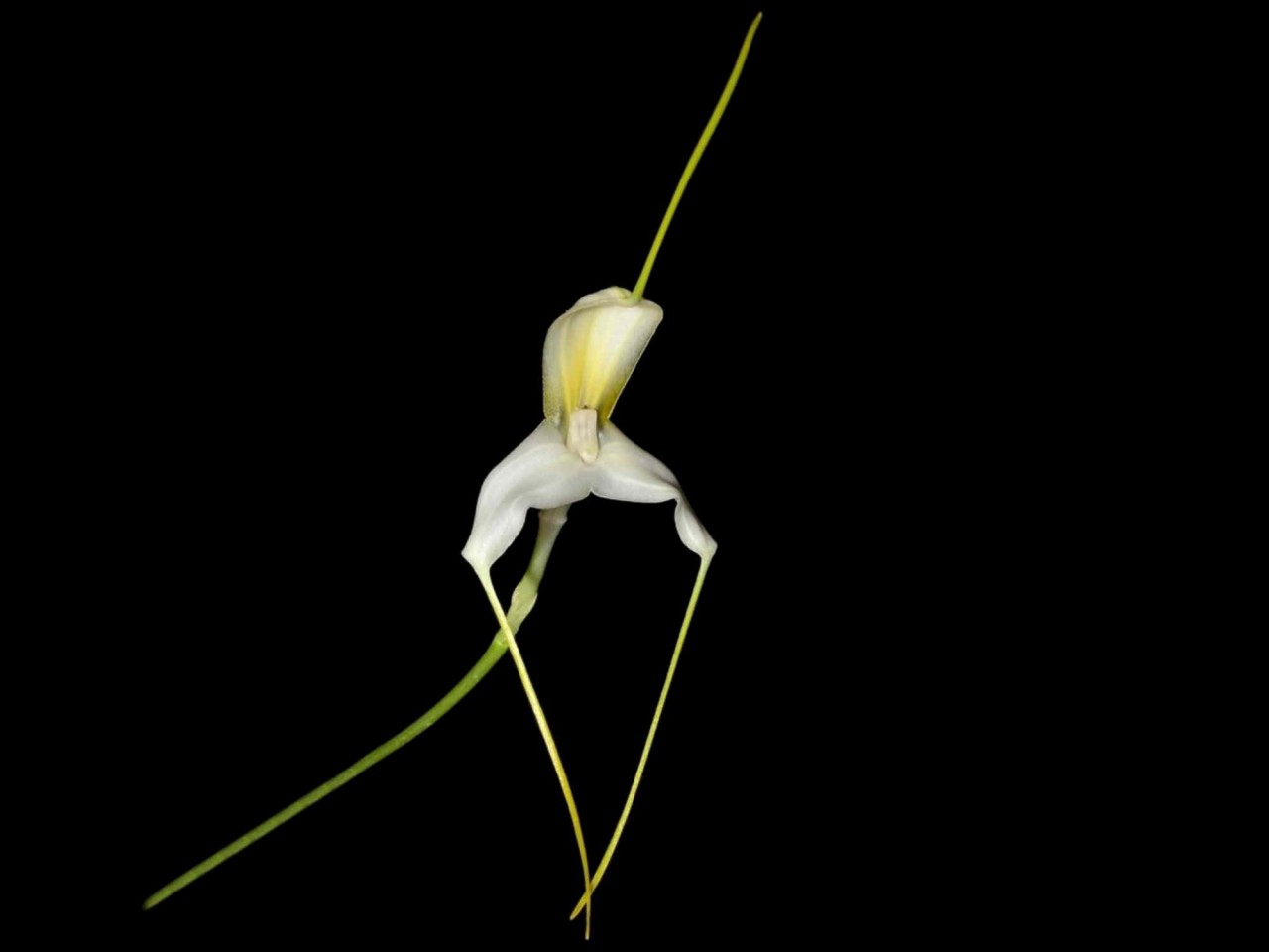 Masdevallia xanthina ssp. pallida