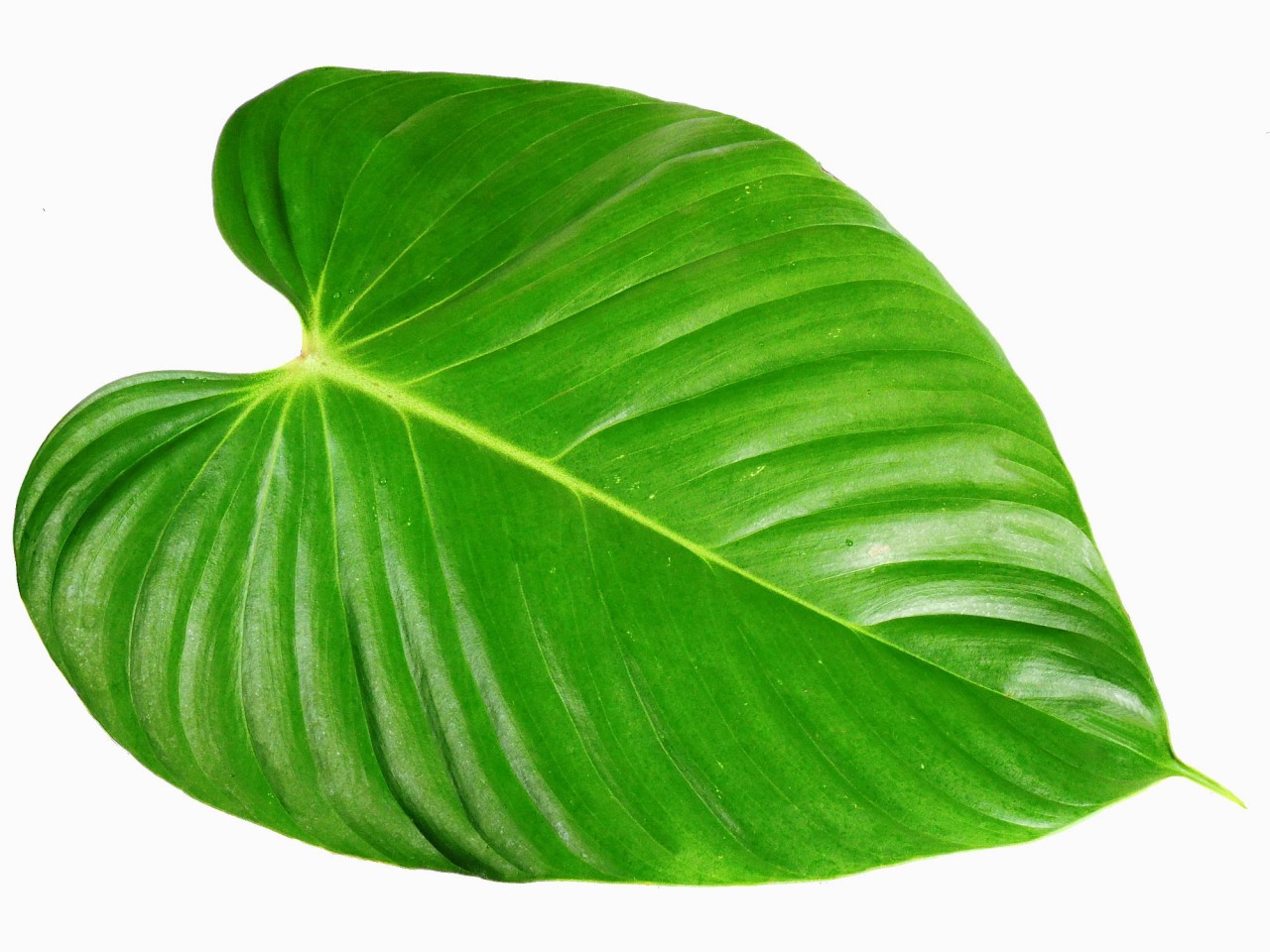 Philodendron lynamii