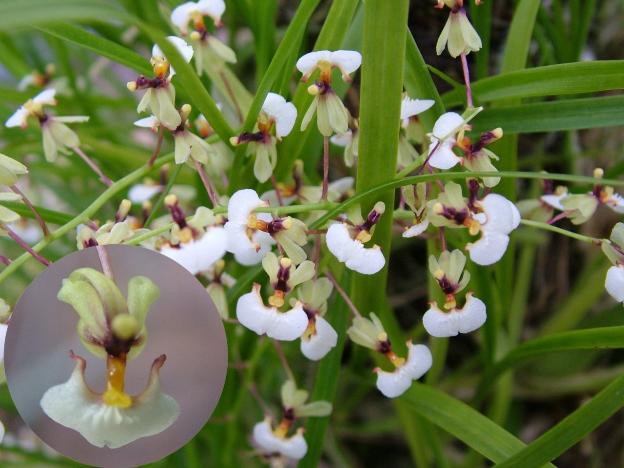 Sigmatostalix radicans