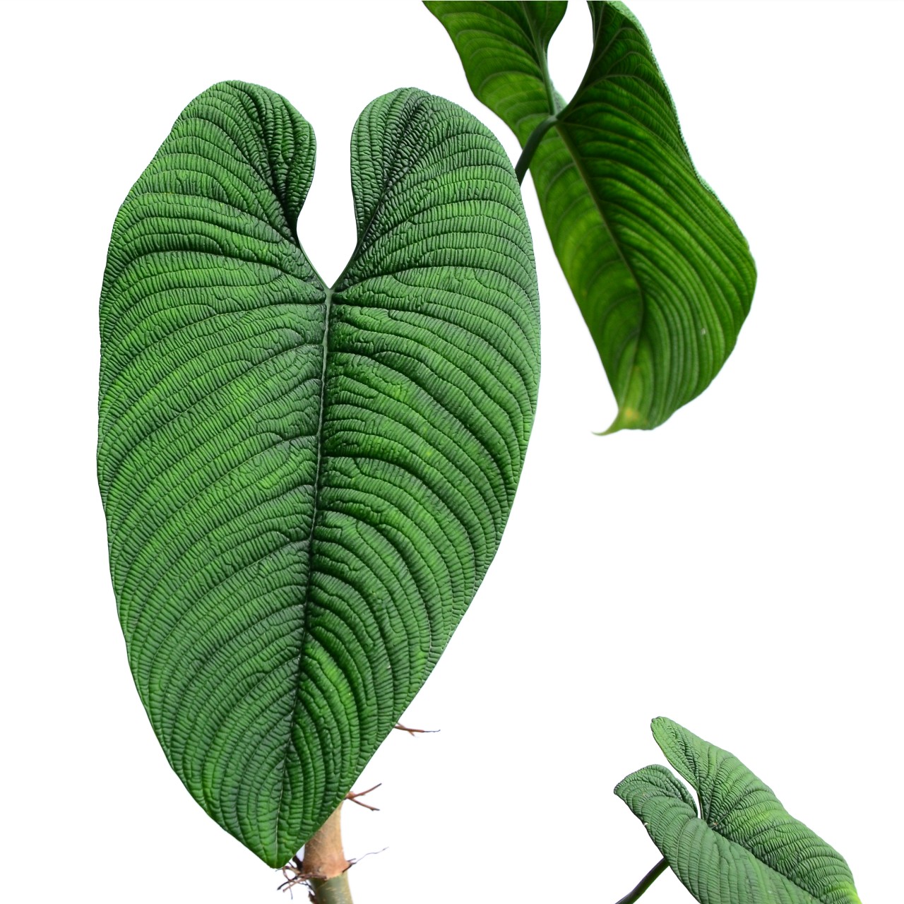 Philodendron lynnhannoniae cf.