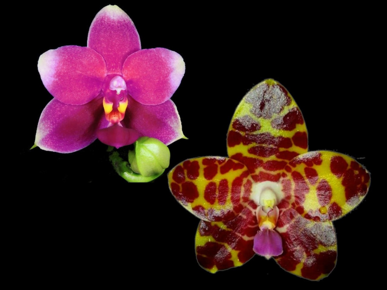 Phal. (Jong's Gigan Cherry x Vio Vio) OP