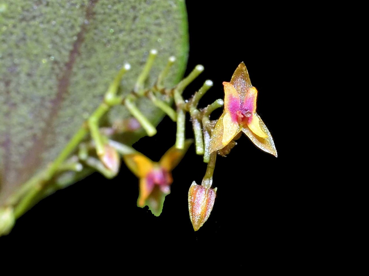 Lepanthes eros