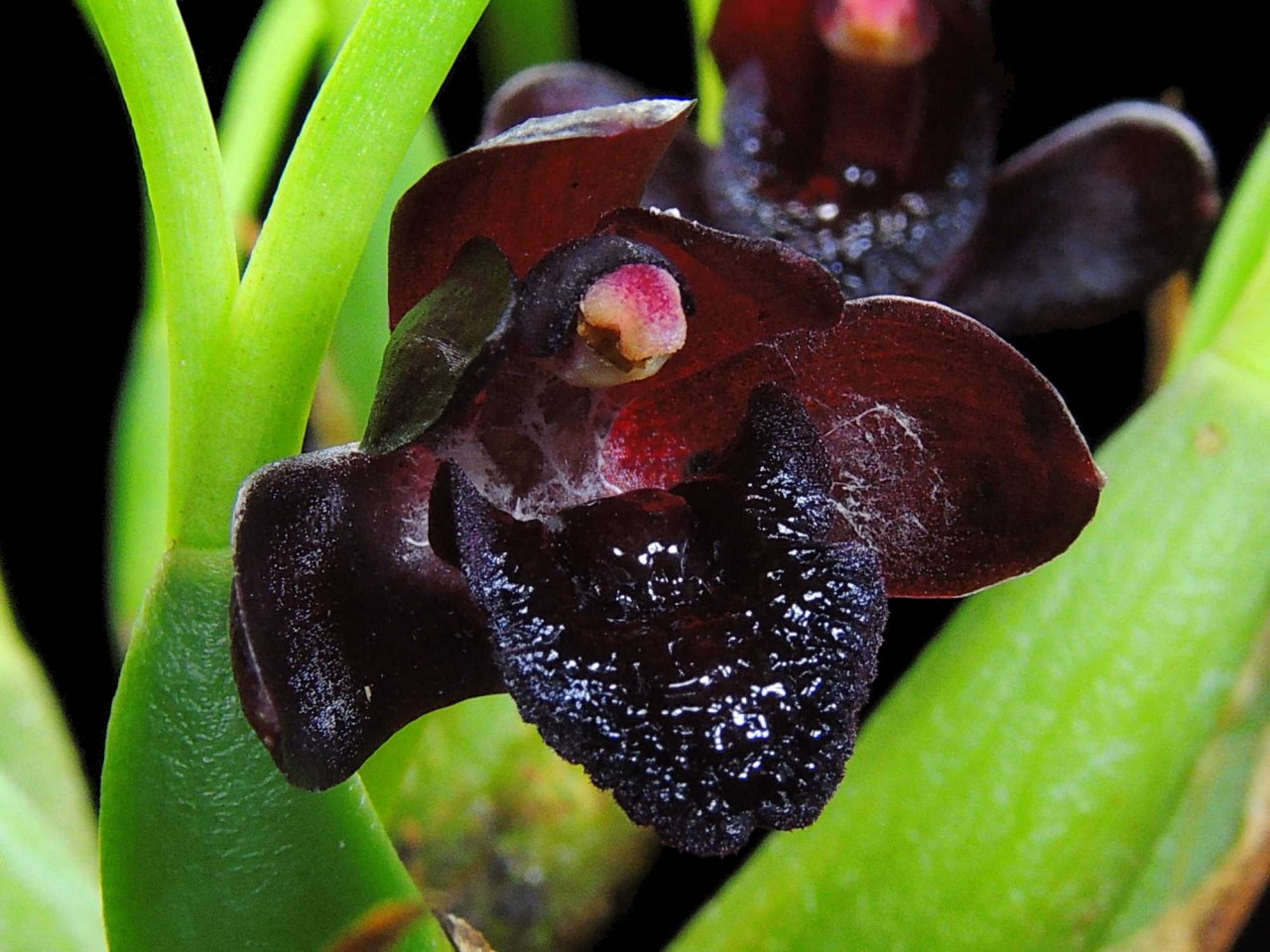 Maxillaria schunkeana OP