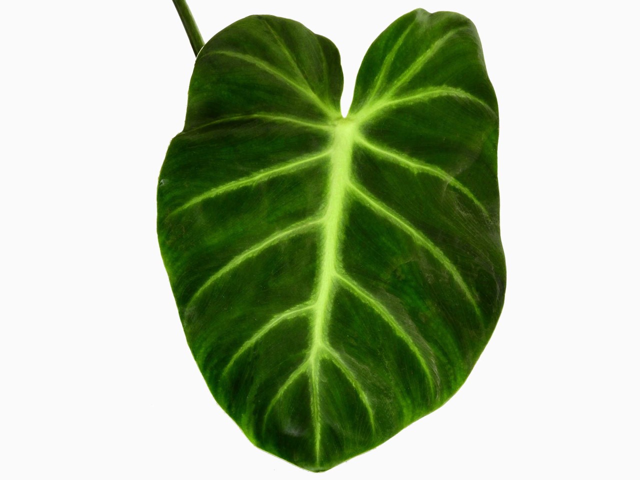 Philodendron luxurians 'Splash'