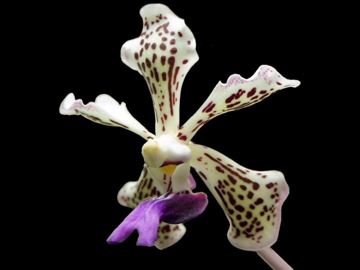 Vanda tricolor var. suavis OP