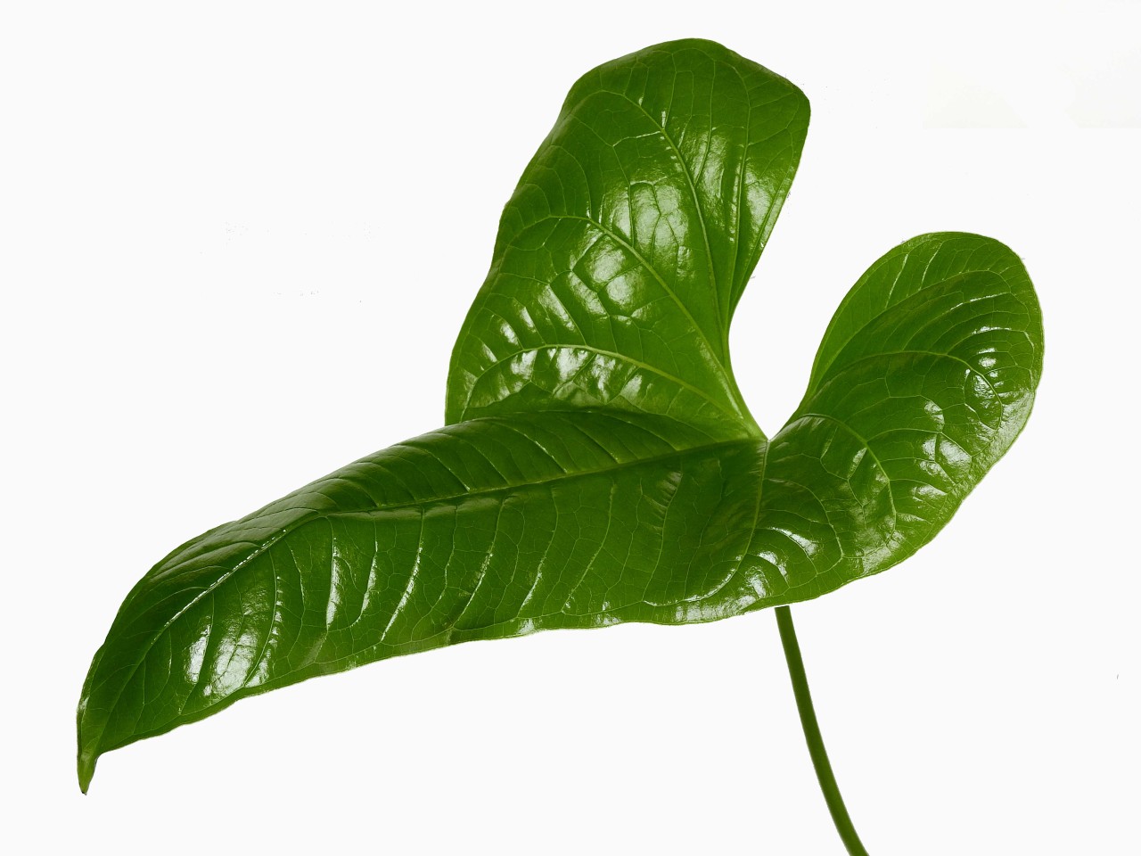 Anthurium trilobum (syn.: insigne) cf.