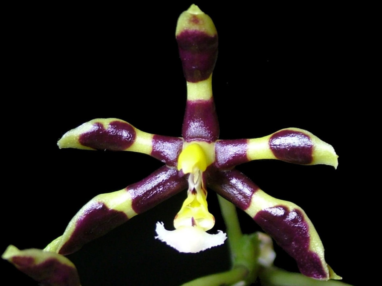 Phalaenopsis manniii 'Black'