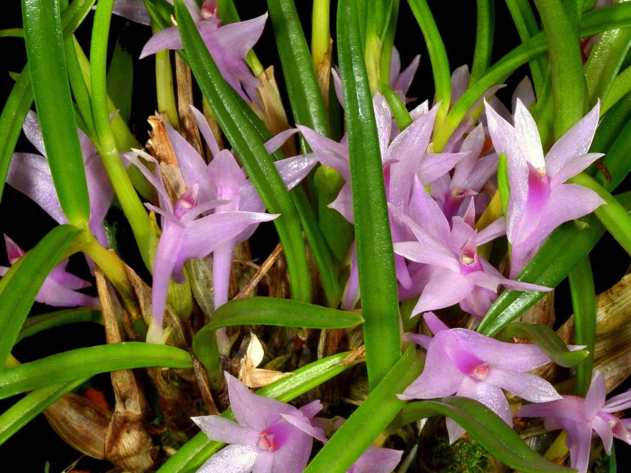 Dendrobium seranicum