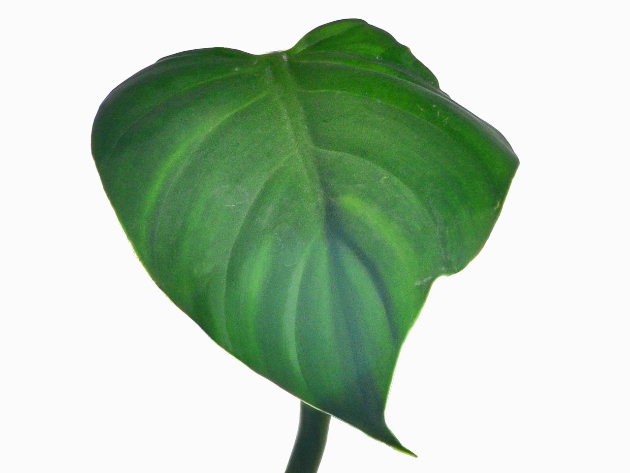 Philodendron dodsonii