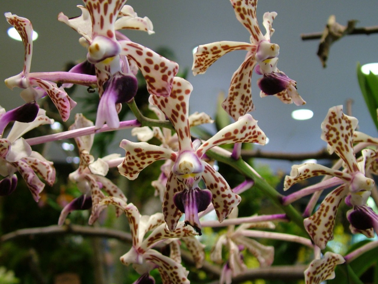 Vanda tricolor var suavis