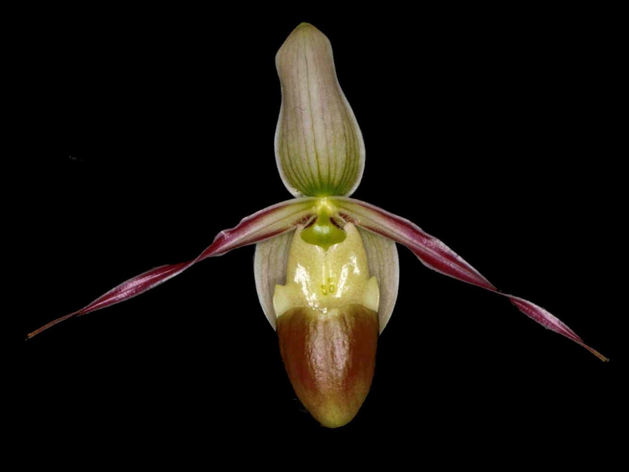 Phragmipedium longifolium fma. gracile