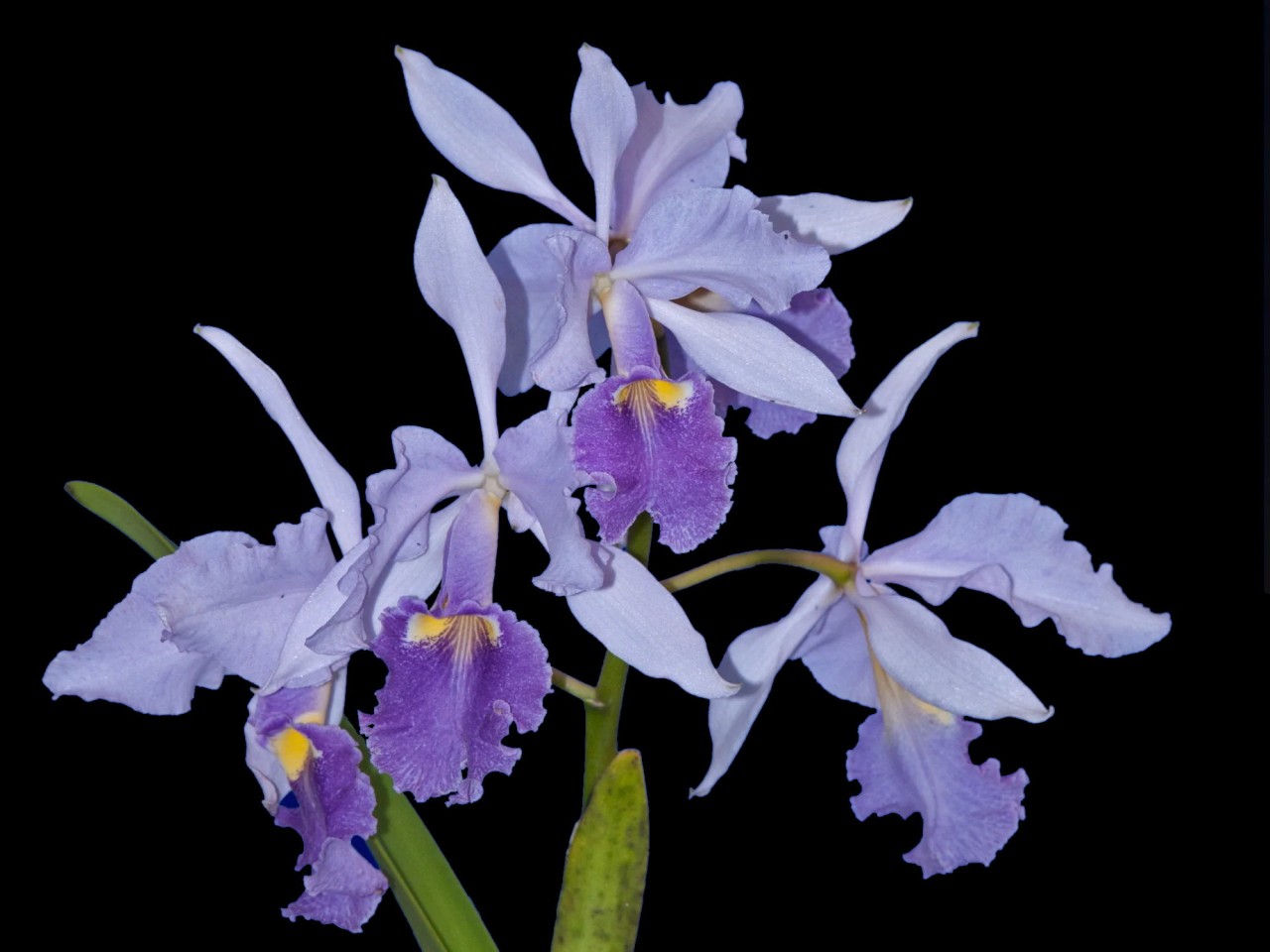 Cattleya warscewiczii 'coerulea'