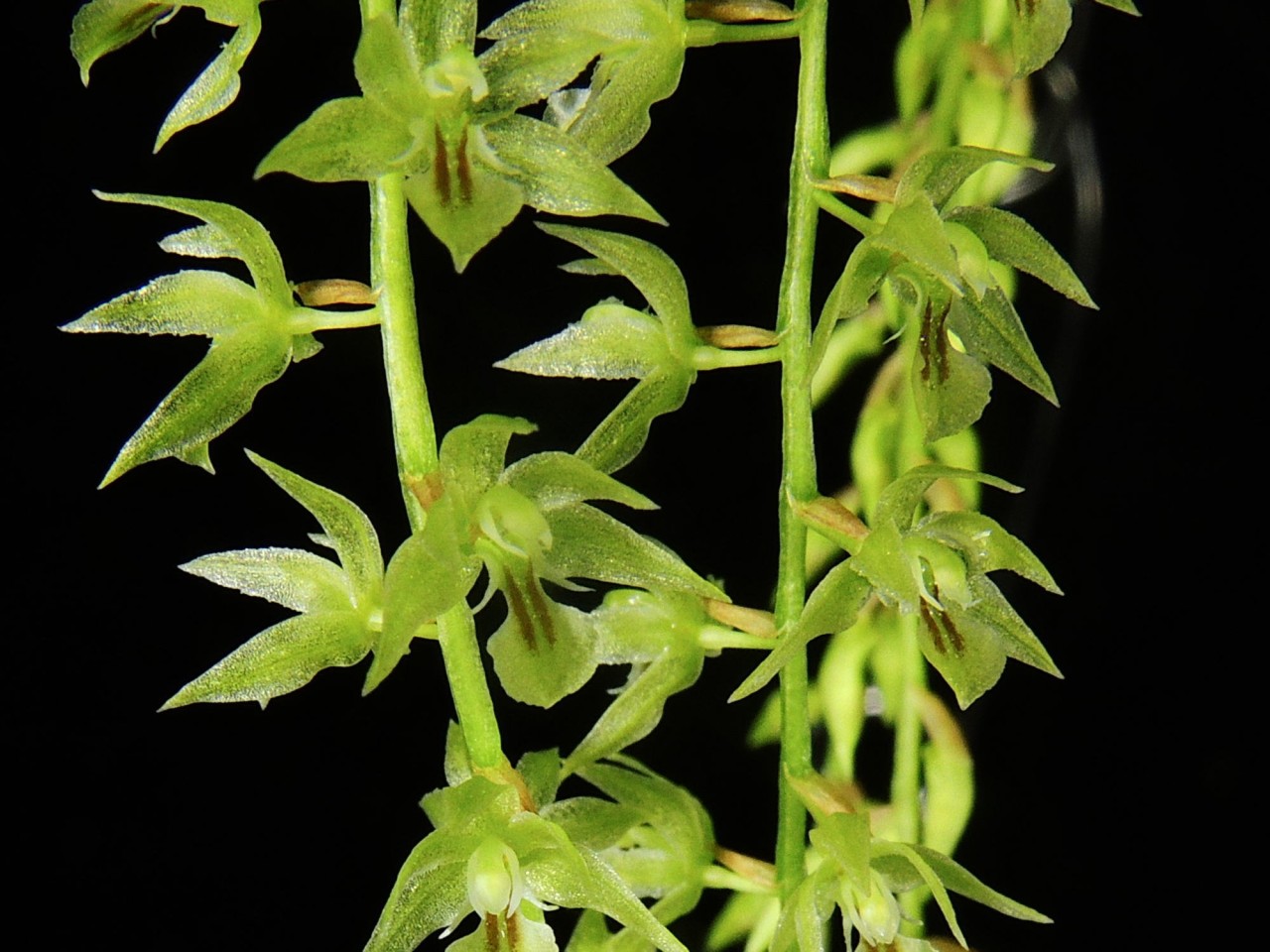 Dendrochilum abbreviatum