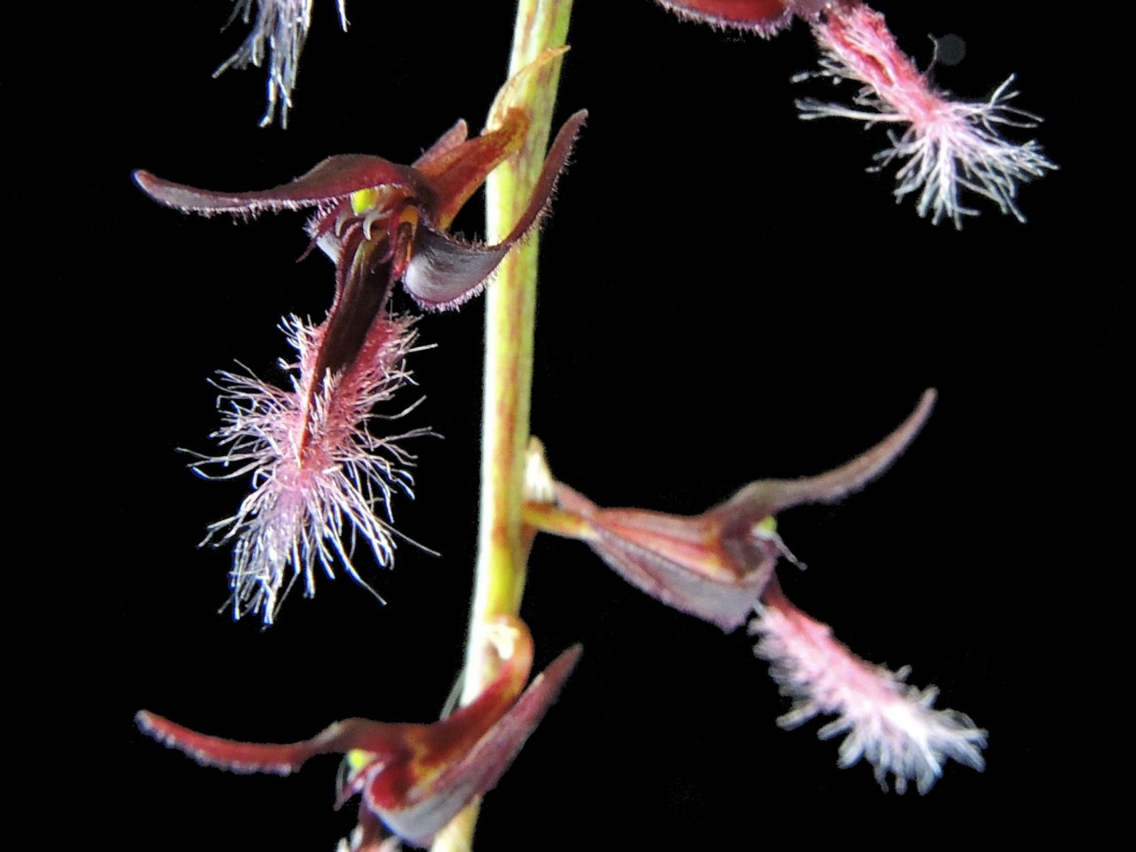 Bulbophyllum saltatorium var. albociliatum