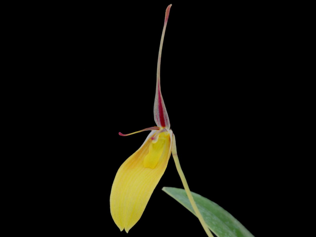 Restrepia jesupiana 'no 1'