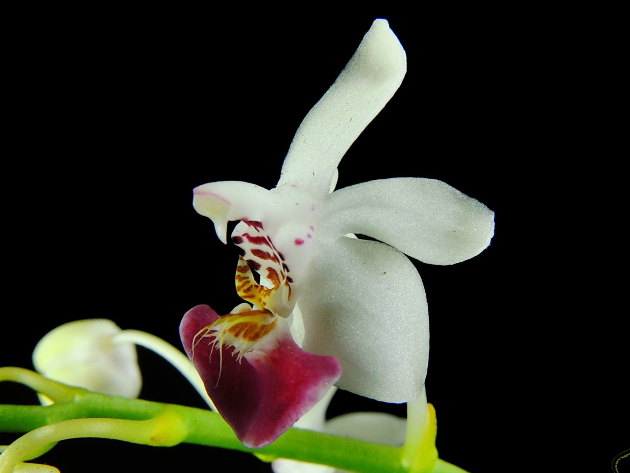 Phalaenopsis parishii