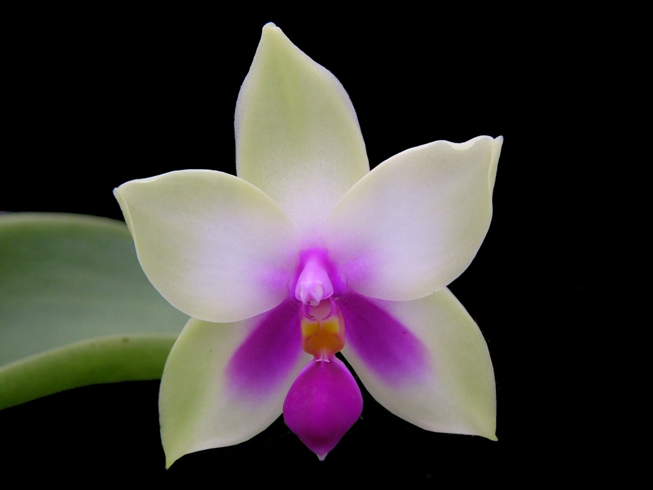 Phalaenopsis bellina OP