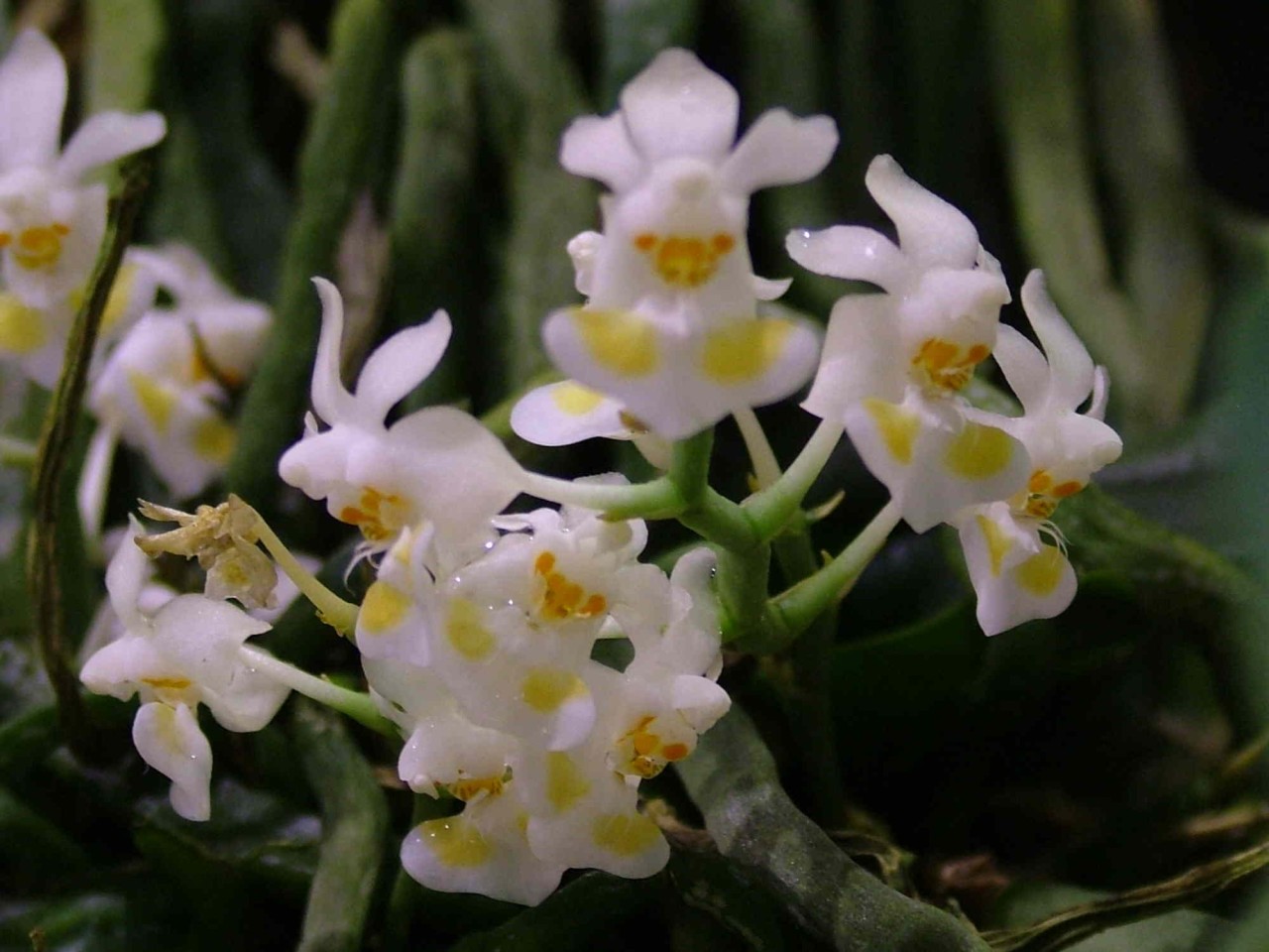 Phalaenopsis gibbosa